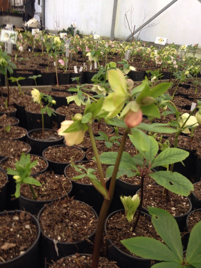 Nursery Hellebore 