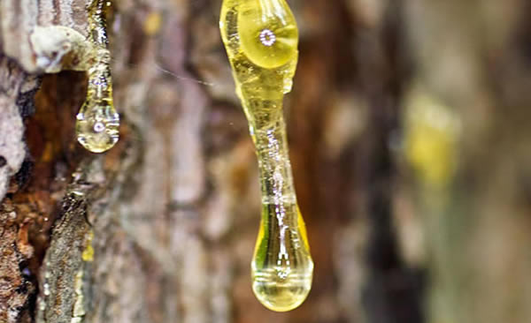 clean your hands gum resin tip hands verwijder hars handen