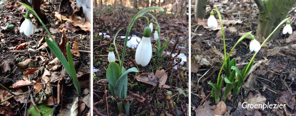 Sneewklokjes Galanthus spring bulbs