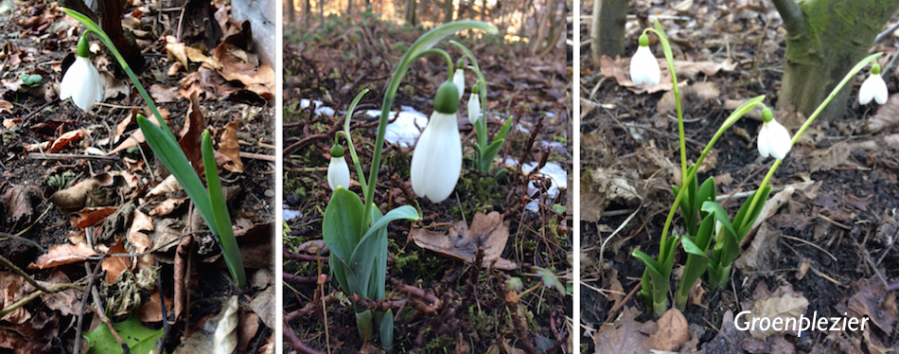 Sneeuwklokjes Galanthus spring bulbs