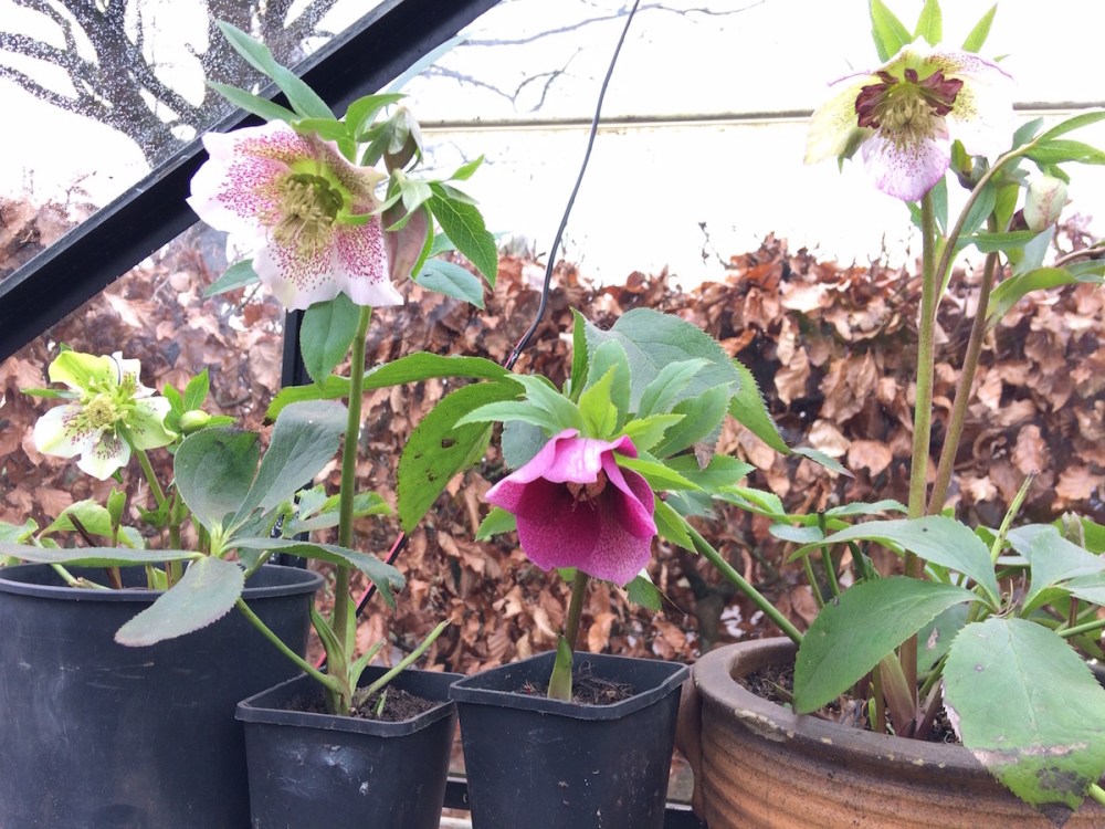 helleborus_hellebore_from_seed_grow_your_own_gardening_orientalis