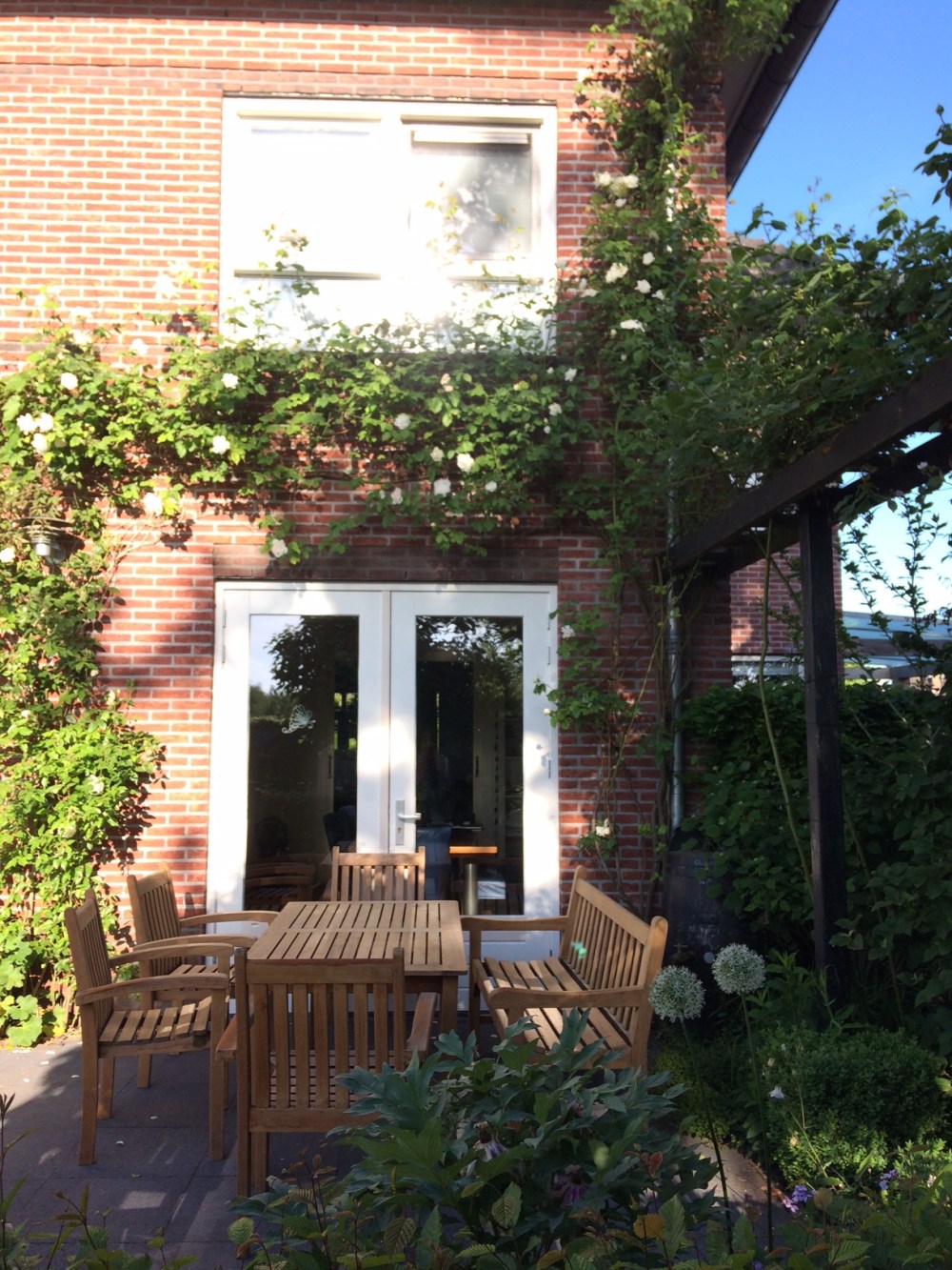 achtertuin_backyard_garden_white_rose_madame_plantier