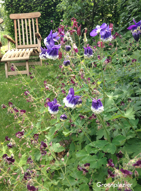 geranium_phaeum_and_Aquilegia_garden_plant