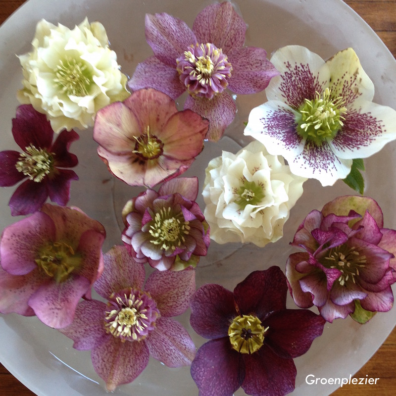 hellebolus mooie bloemen voorjaar
