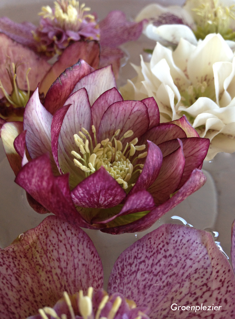 Hellebore_pink_floating_in_water_bowl