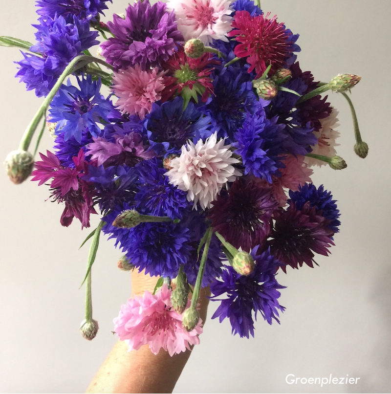 korenbloem purple blue