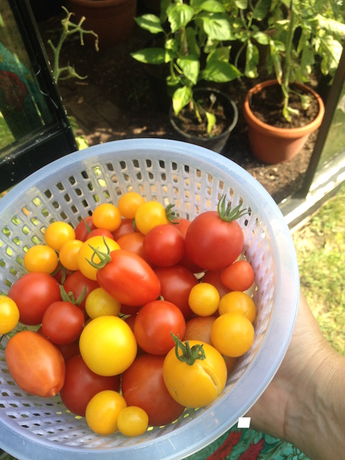 tomaten_cherry_geel_rood_pommedori_kas