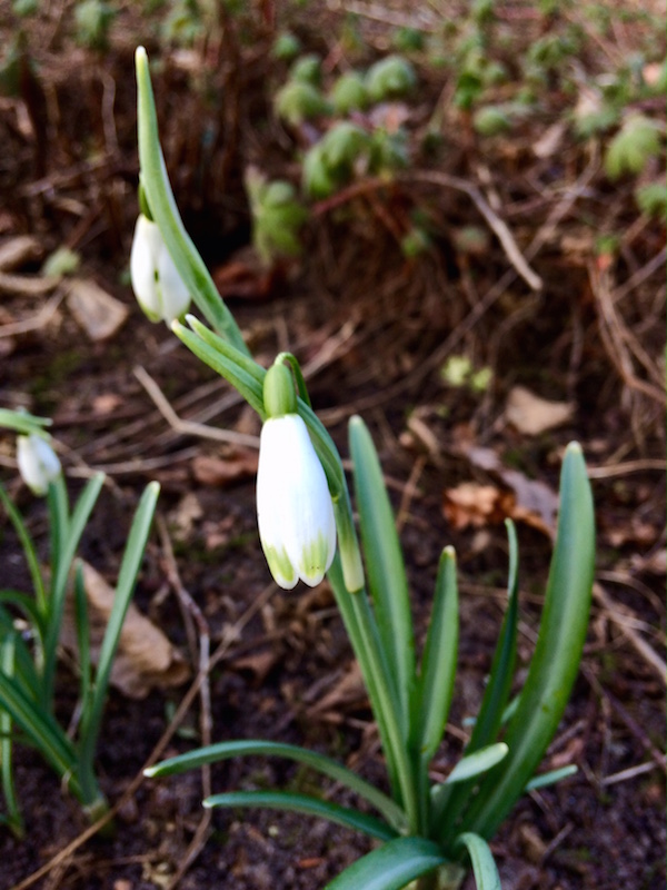 snow_drop_sneeuwklok_with_green_points_galanthus