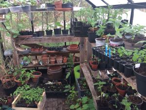 zaaien doet zoemen - stekken kweken in kas