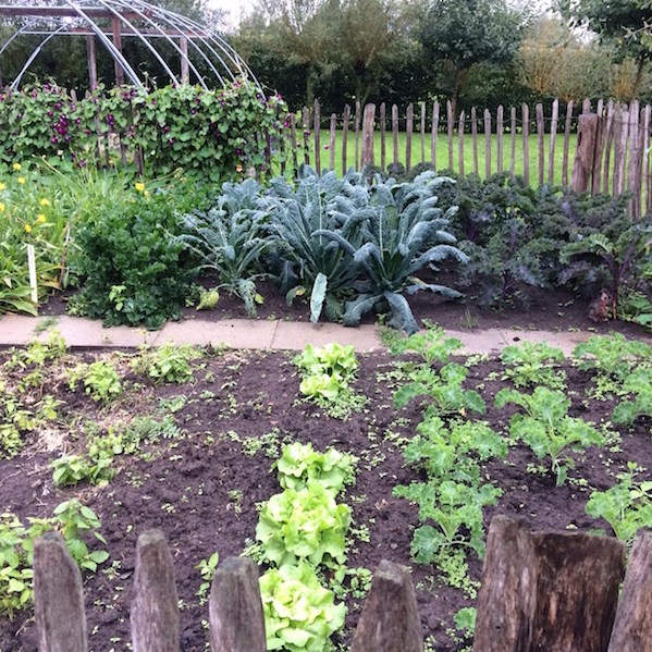 moestuin wintergroente schorseneren boerenkool palmkool knolselderij