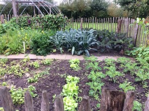 moestuin wintergroente schorseneren boerenkool palmkool knolselderij