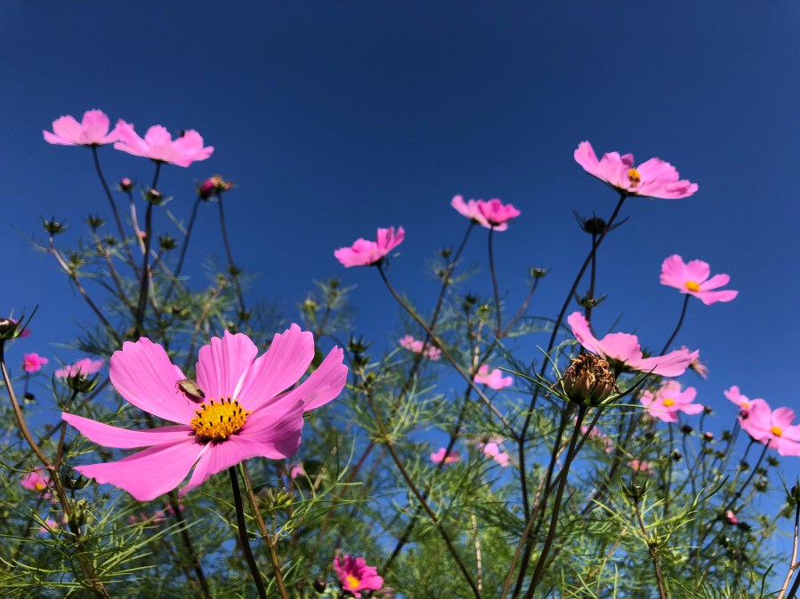 Cosmea pink and blue sky in garden