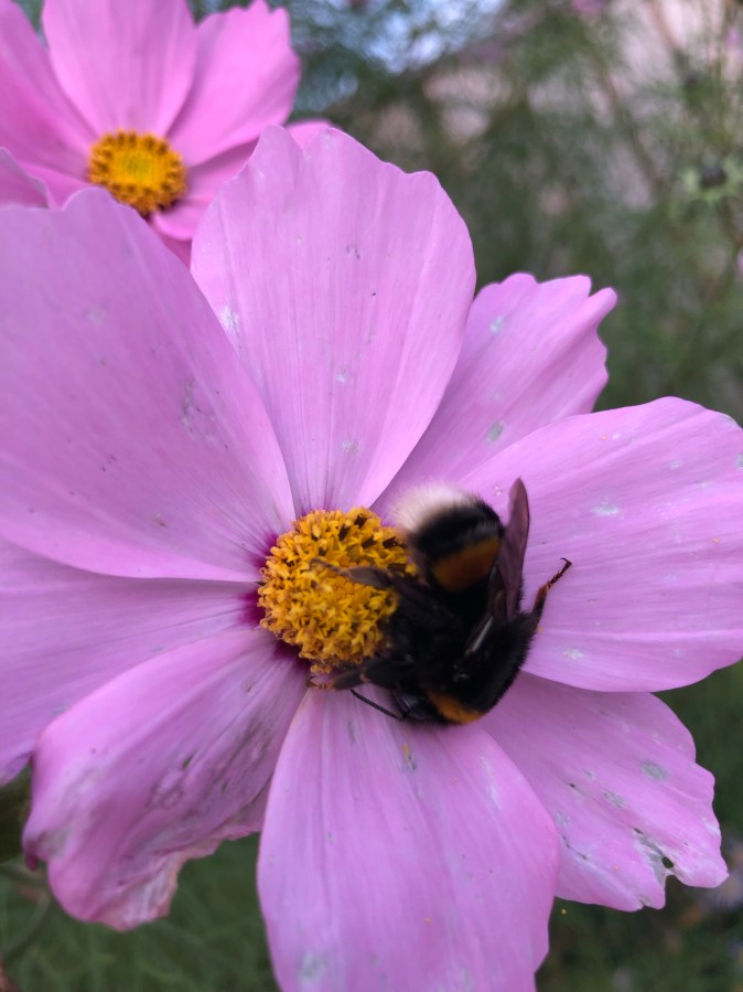Roze cosmea met hommel