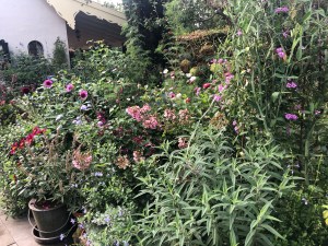 Het polhuis Ermelo planten in potten