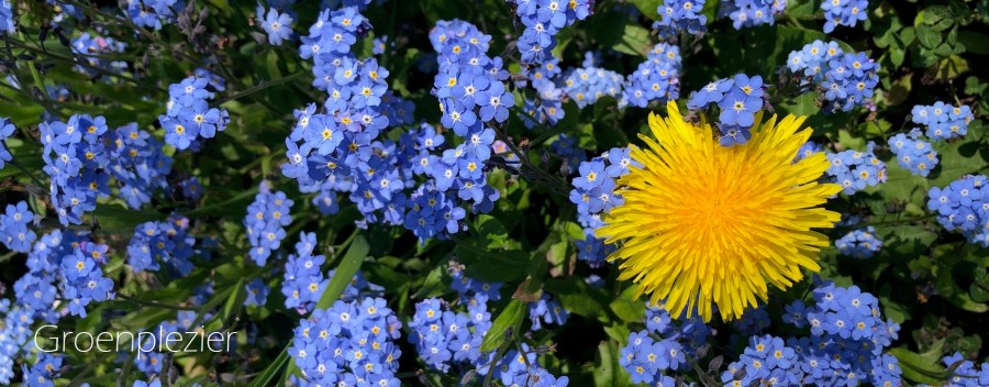 Paardebloem met vergeet me nietjes