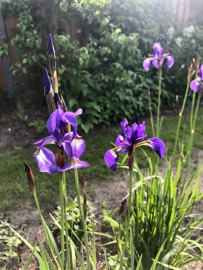 Blauwe iris in tuin 