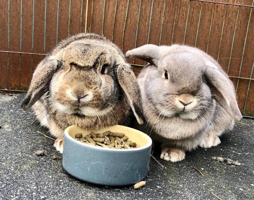 hangoor konijnen in hun buitenren met bakje brokjes