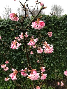 Roze bloesem aan takken struik Viburnum Charles Lamont