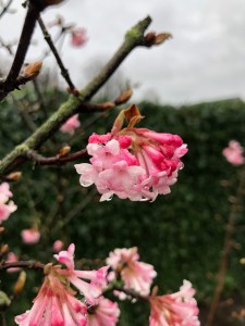 Viburnum Charles Lamont - Sneeuwbal pink flowers February 